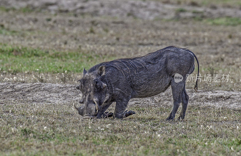 普通疣猪或疣猪(Phacochoerus africanus)是猪科(Suidae)的野生成员，发现于撒哈拉以南非洲的草原、稀树大草原和林地。Ol Pejeta保护区，肯尼亚。